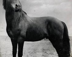 Tak hnakk þinn og hest