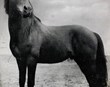 Tak hnakk þinn og hest