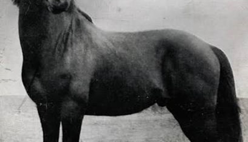 Tak hnakk þinn og hest