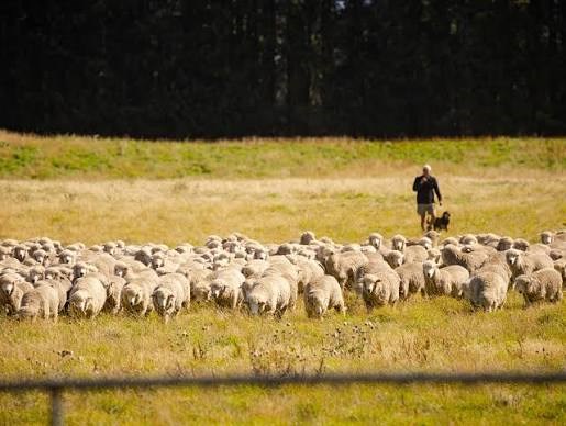 Í apríl samdi franska tískuhúsið Chanel um fjárfestingu í ullarframleiðslu hjá Lammermoor Station í Central Otago-héraði á Suðureyju Nýja-Sjálands.