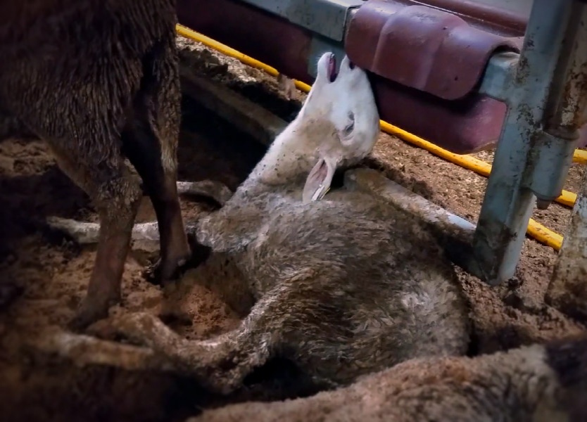 Sjóflutningafyrirtæki sem flutti lifandi sauðfé kært fyrir dýraníð