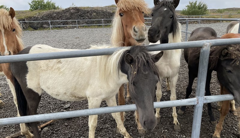 Óásættanlegar tafir á úrræðum fyrir skepnur í sárri neyð