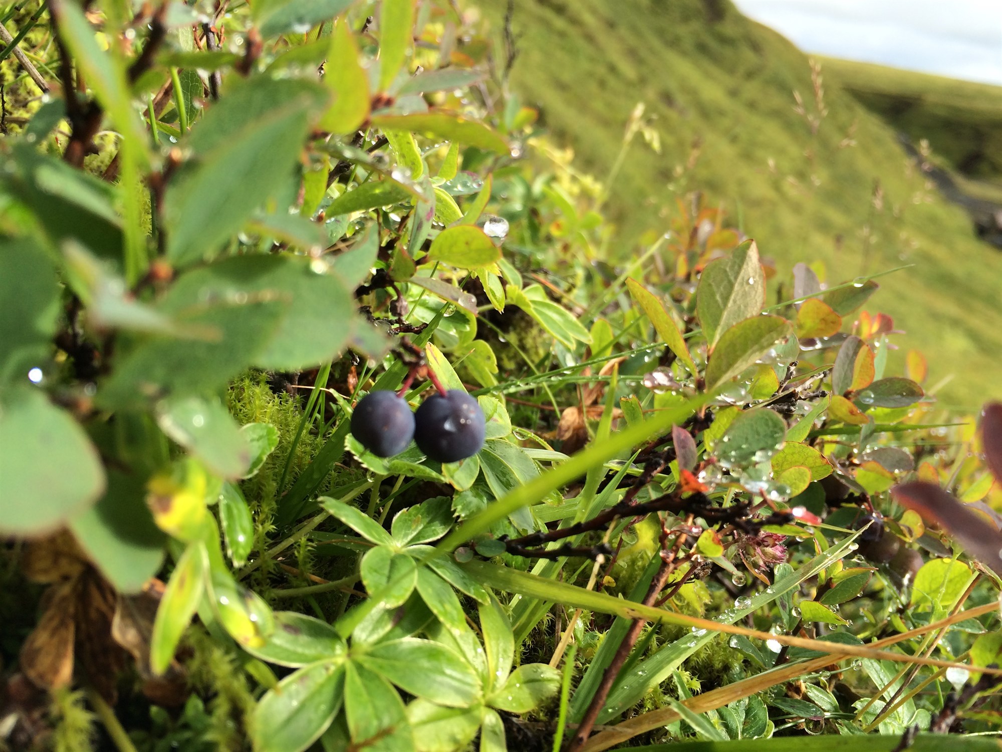 Sjálfboðaliðar vakta landið