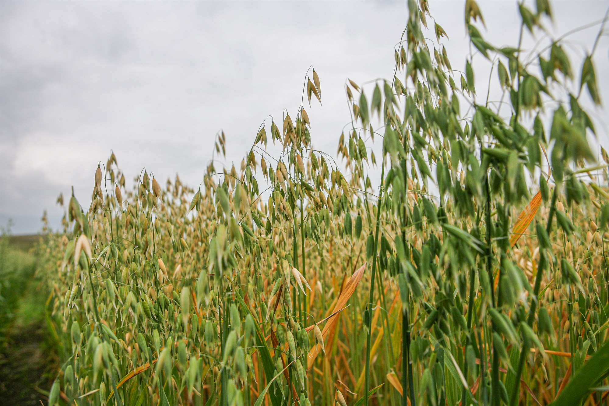 Jarðræktarskýrslur forsenda álagsgreiðslna