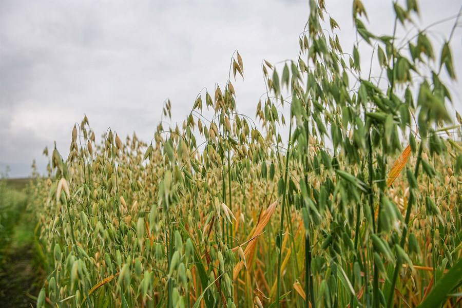 Styrkja á stoðir kornræktar