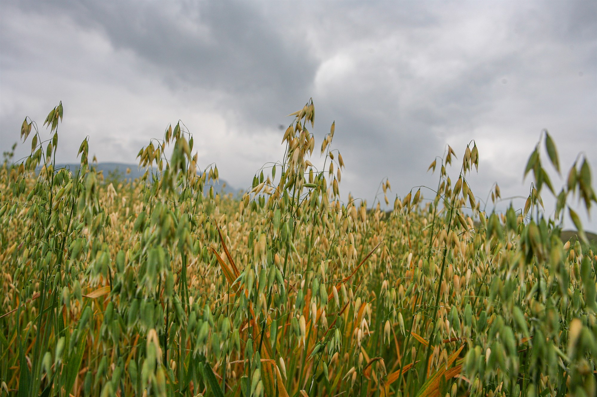 Augljós tækifæri með aukinni hafrarækt