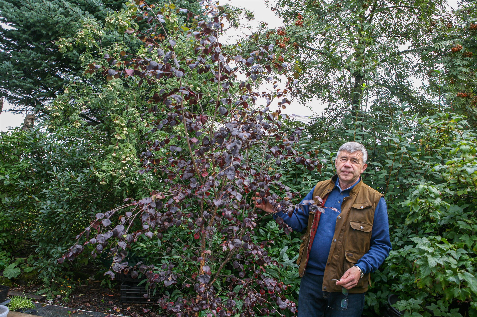 Kynbætt rautt birkiyrki í útrás