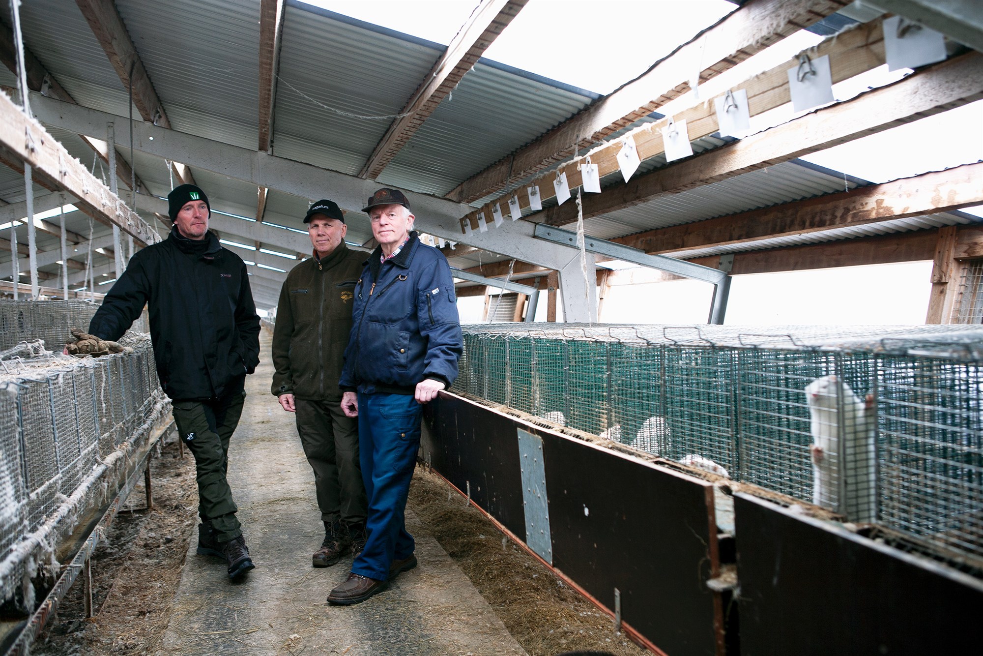 Danir vilja íslenskan mink