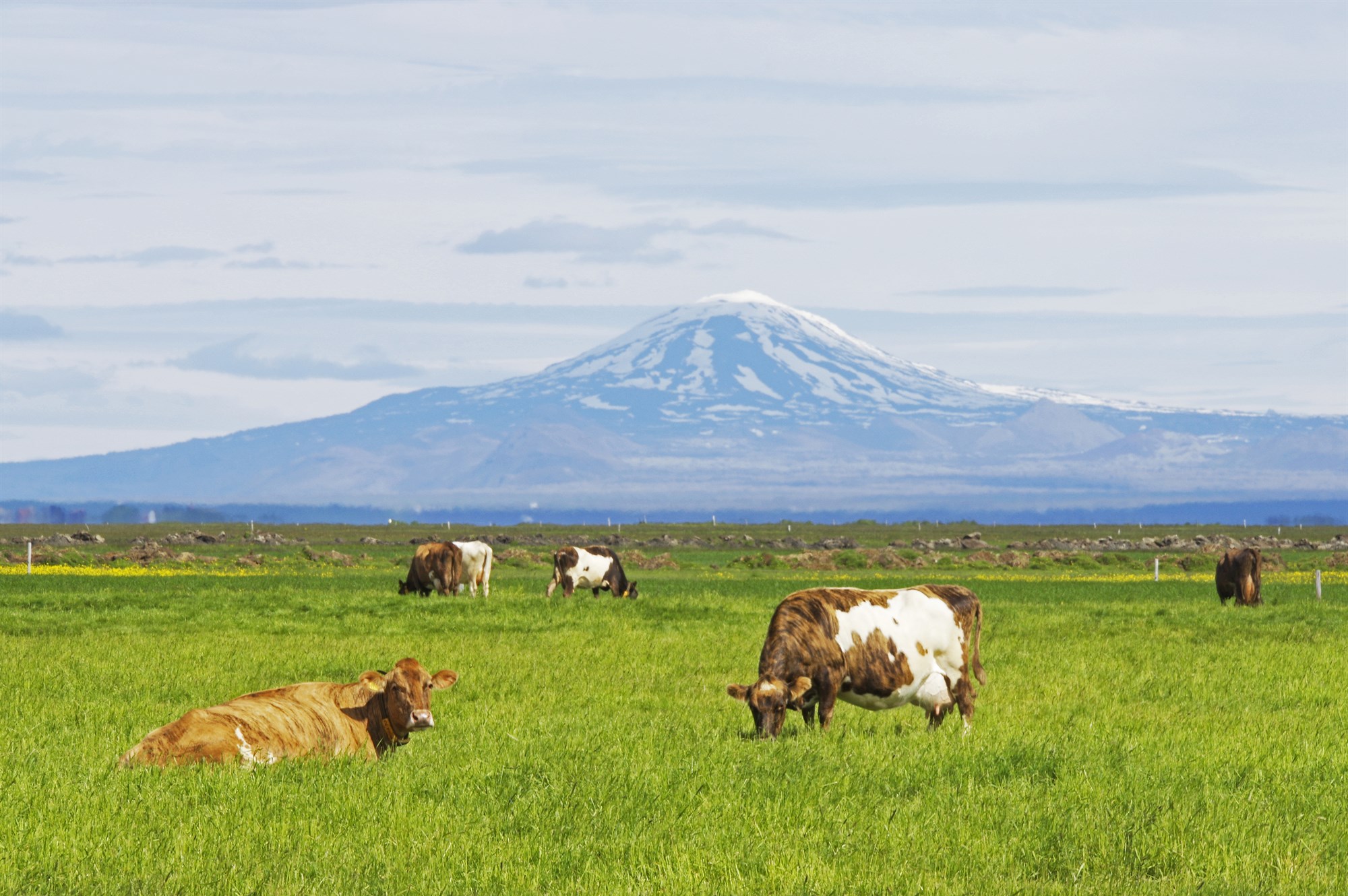 Tryggjum frumframleiðslu á Íslandi