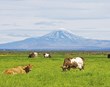 Tryggjum frumframleiðslu á Íslandi