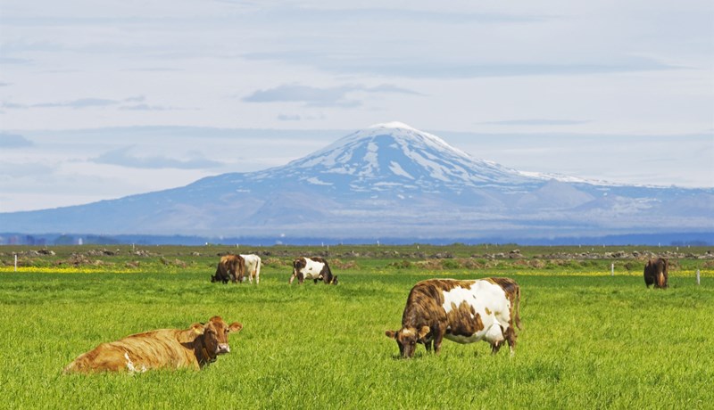 Tryggjum frumframleiðslu á Íslandi