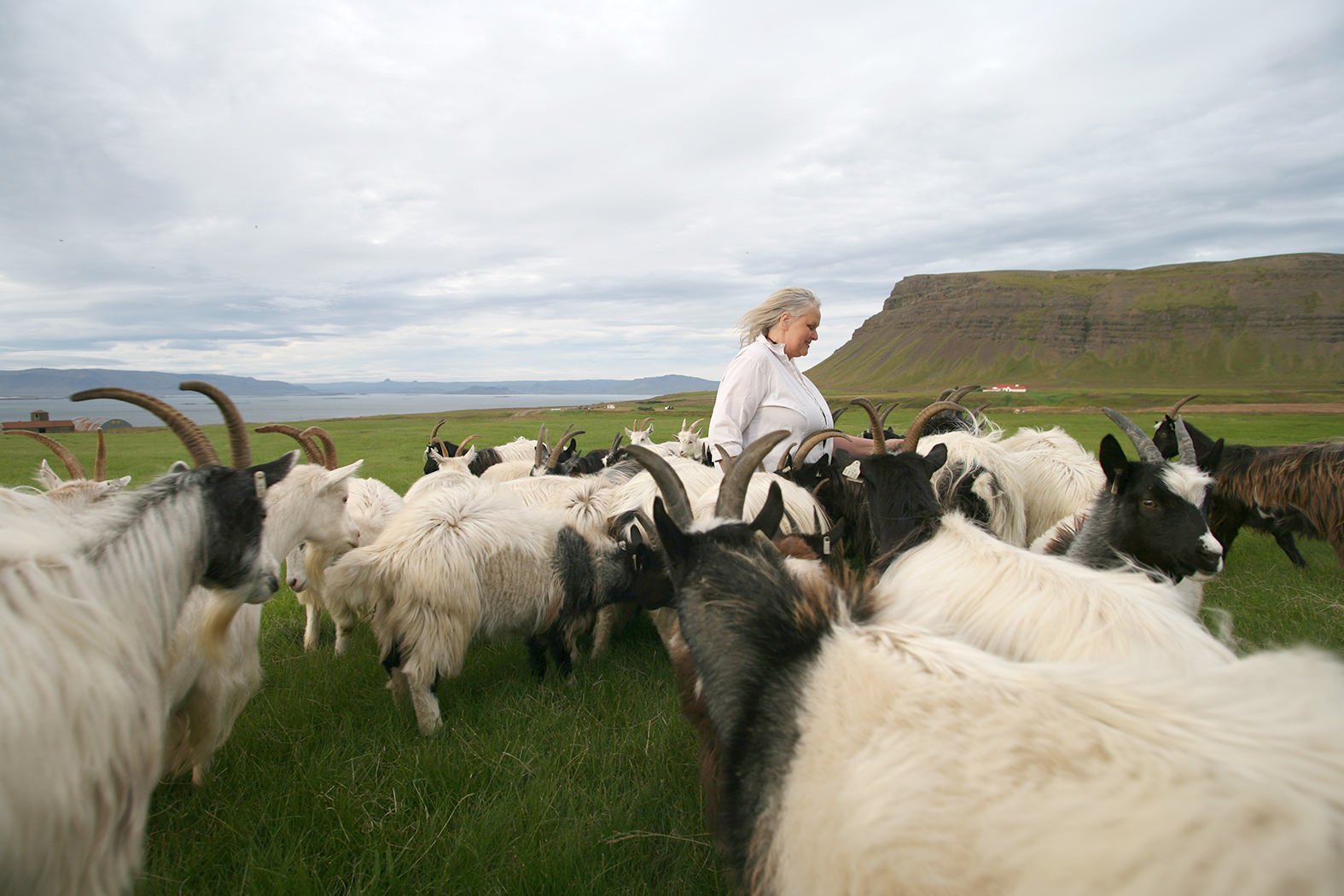 Bjargaði níu geitum og gerðist geitabóndi