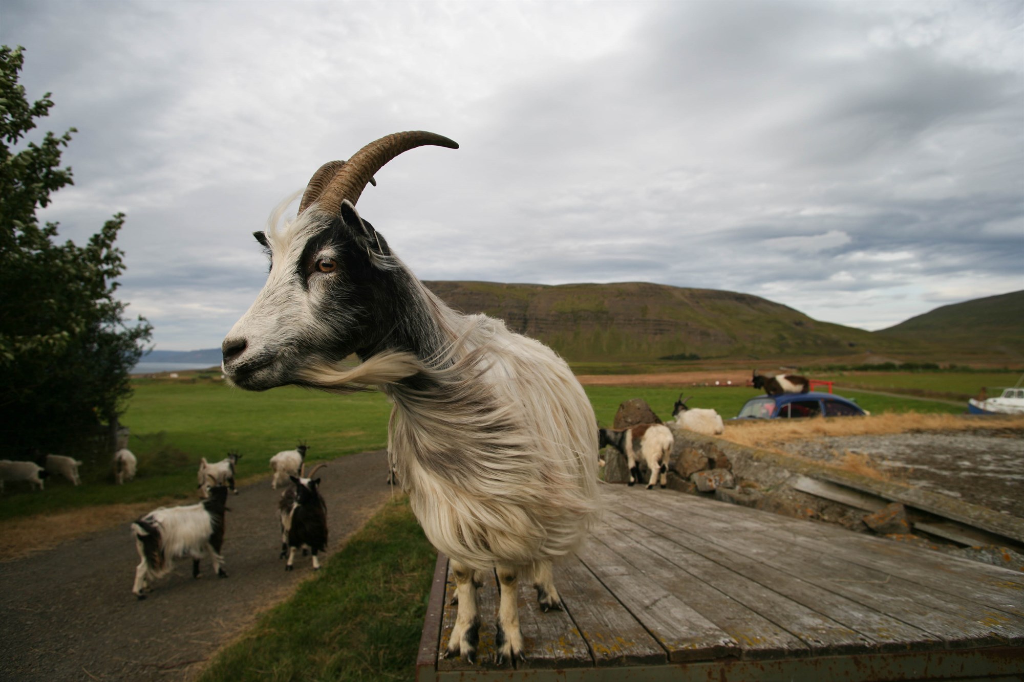 Breytingar á reglugerð um velferð sauðfjár og geitfjár