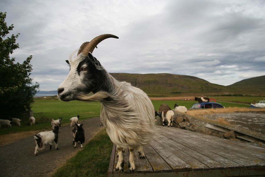 Breytingar á reglugerð um velferð sauðfjár og geitfjár miða að því að skýra gildandi ákvæði, samræma reglur og taka betur mið af ólíkum þörfum dýrategundanna.