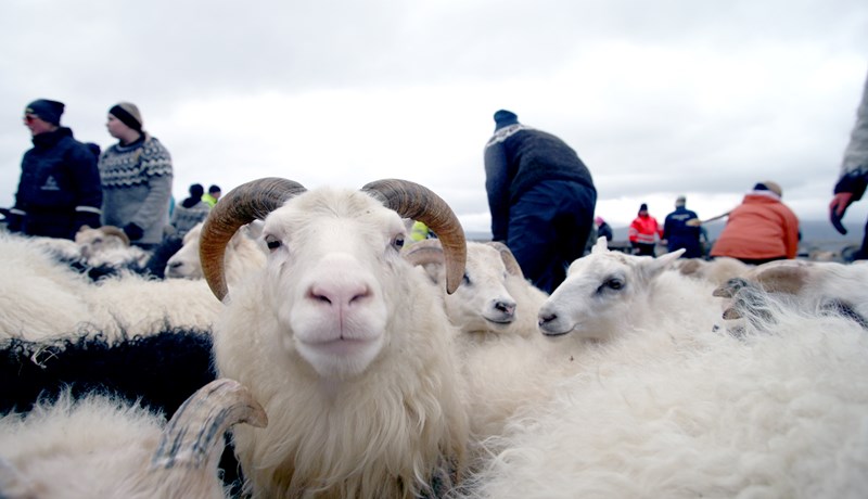 Vinnuhópur vegna áhrifa illviðrisins