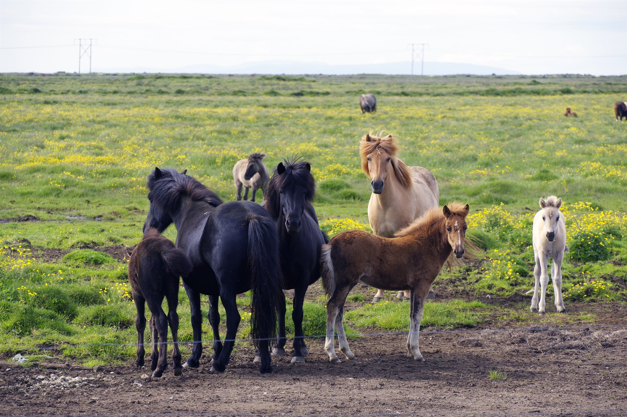 Algjör sprenging í útflutningi á íslenskum hestum