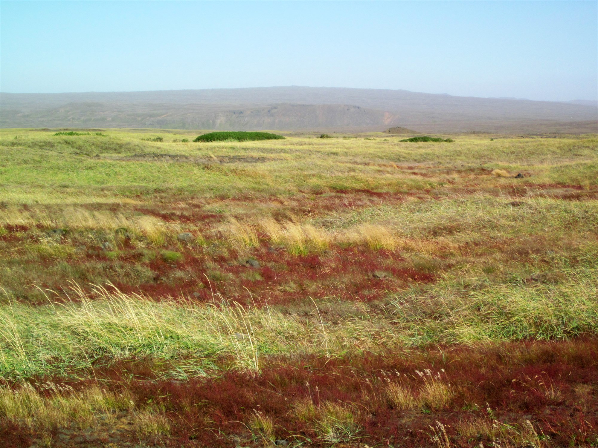 Landgræðslu- og landsáætlun í skógrækt