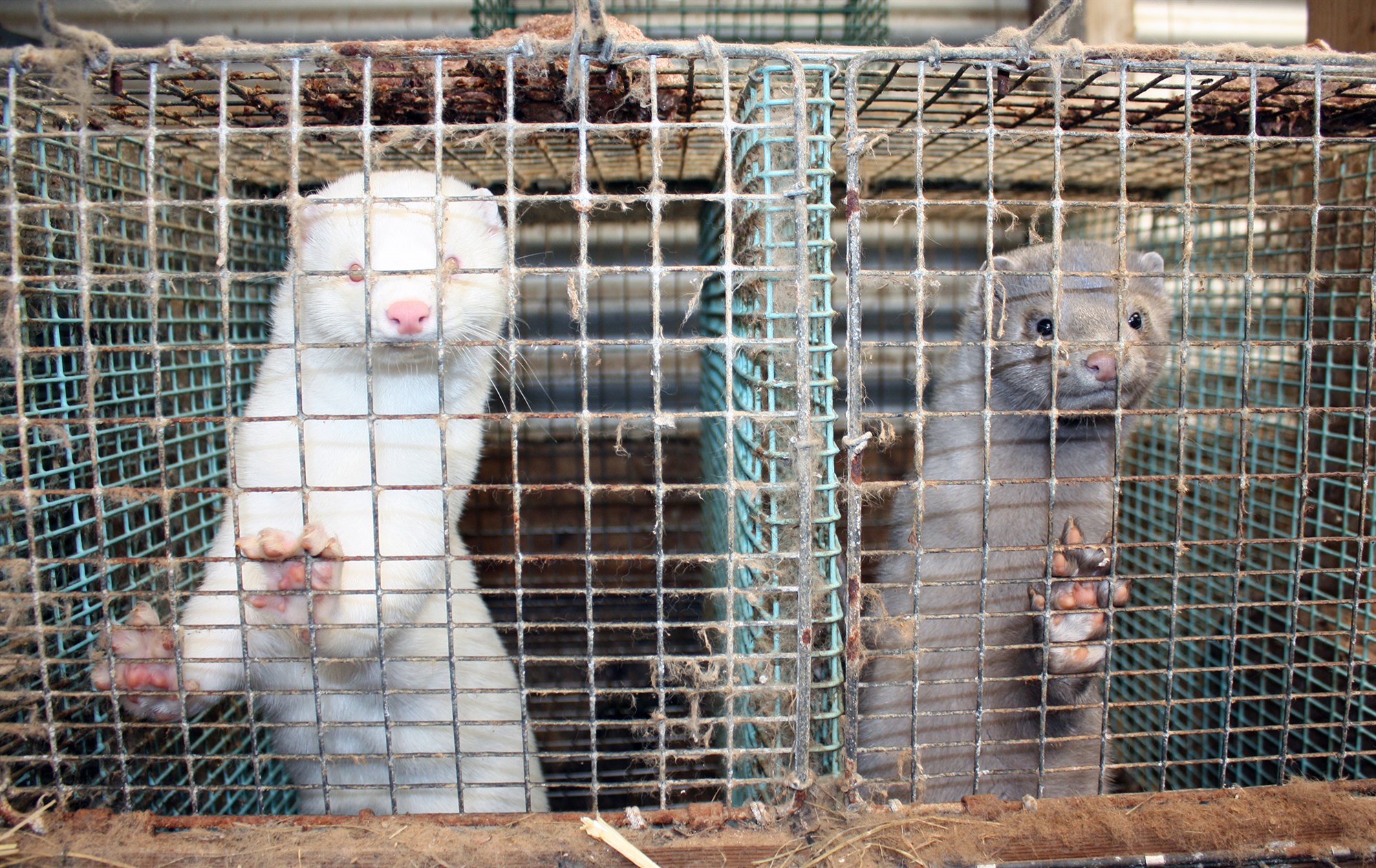 Kórónaveira fannst ekki á minkabúum á Íslandi