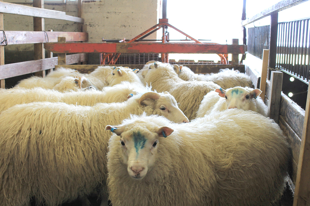 Arfgerðargreiningar sauðfjár haustið 2023