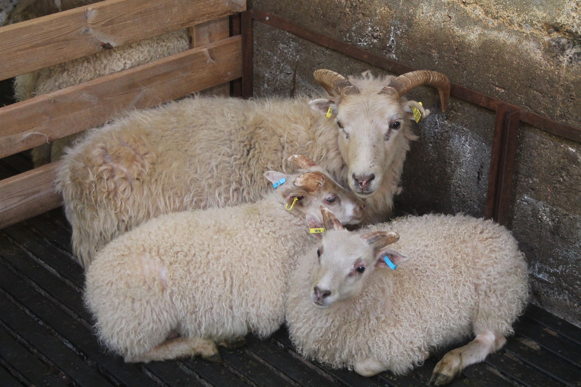 Riðuþolinn sauðfjárstofn verður ræktaður