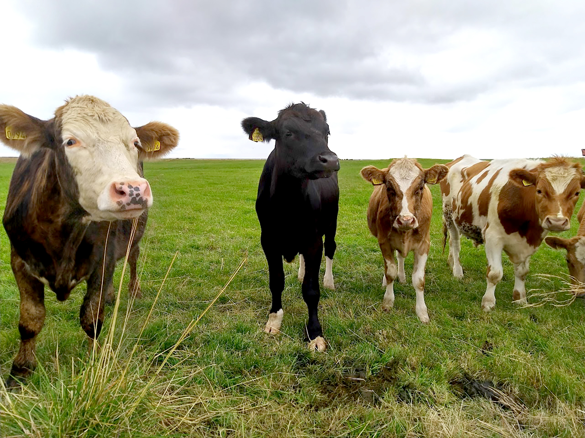 Yfir tonni af kjöti sóað að ósekju