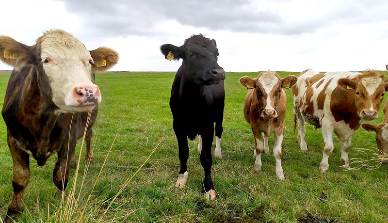 Yfir tonni af kjöti sóað að ósekju