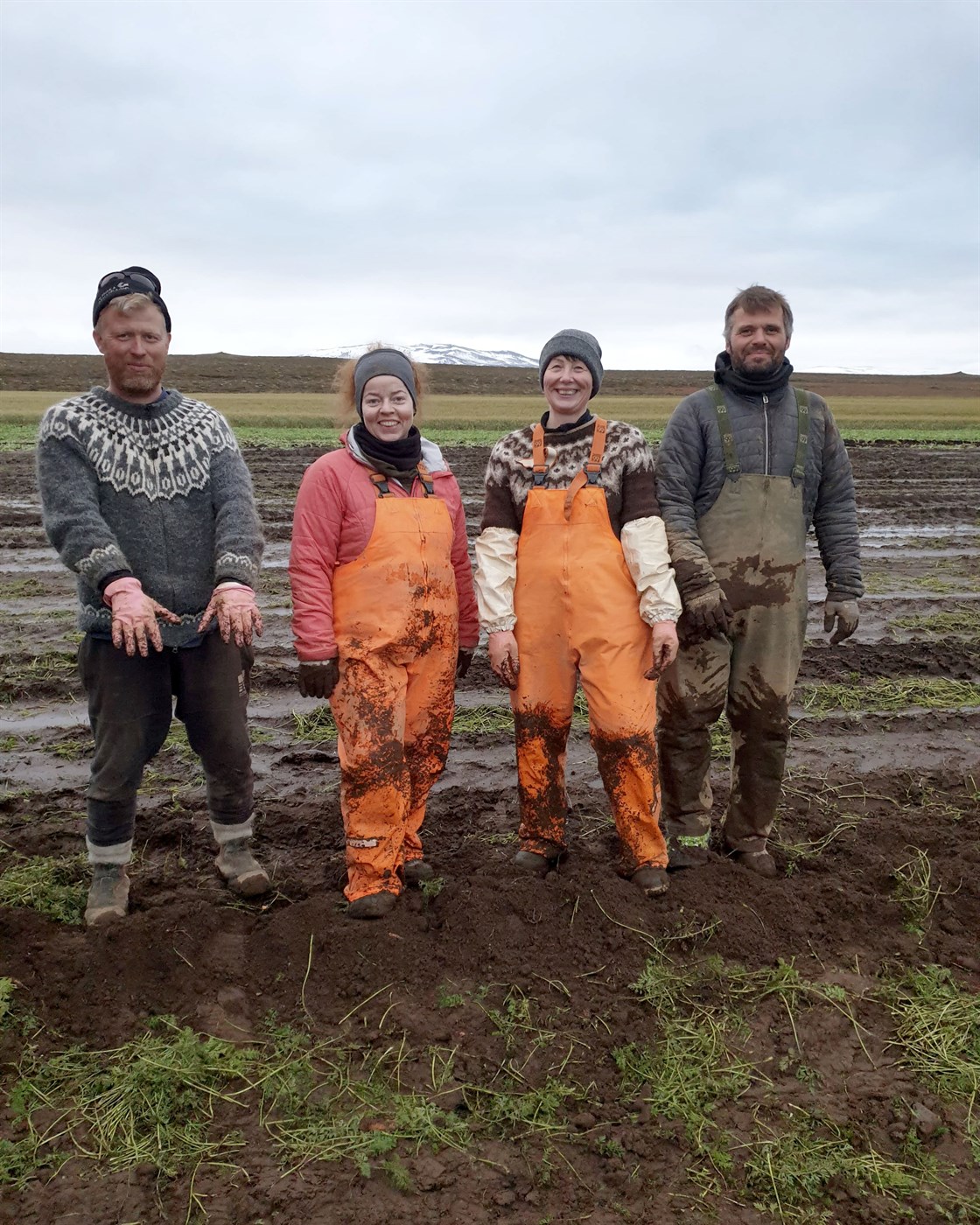 Uppskera 65 tonn af lífrænum gulrótum
