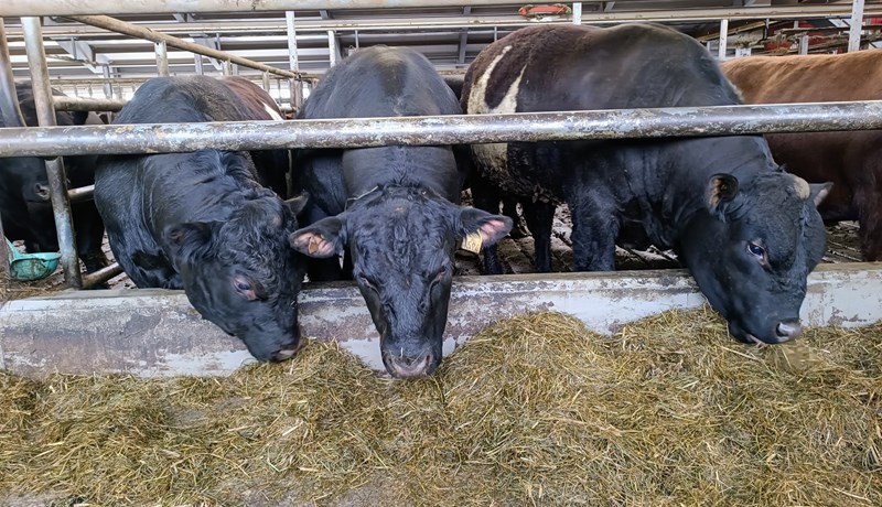 Aukið kornhlutfall í fóðri hefur jákvæð áhrif á kjötgæði