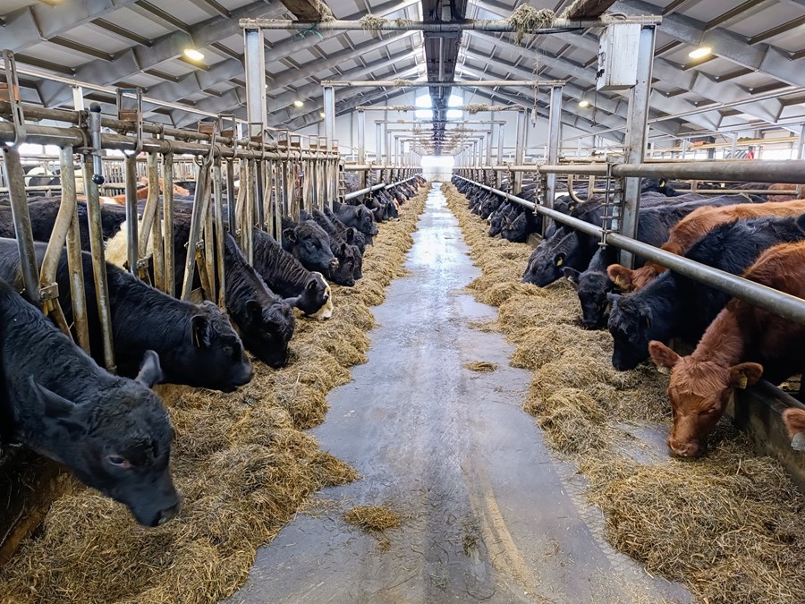 Haustið 2022 hófst fóðurathugun með 108 holdablendinga í Hofsstaðaseli í Skagafirði til að kanna áhrif af mismunandi korngjöf á vaxtarhraða og sláturaldur þeirra.