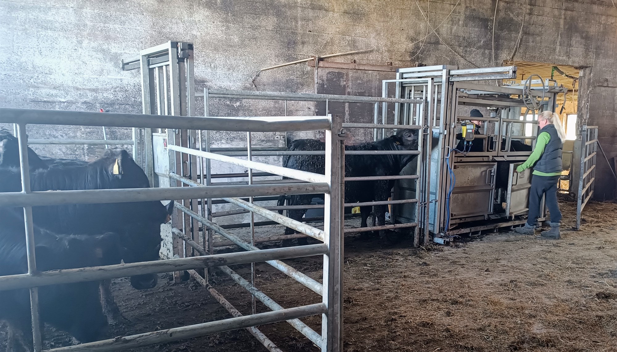 Ómmælingar við val holdagripa til ásetnings