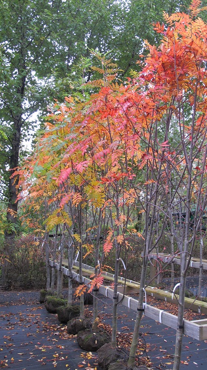 Haustgróðursetning