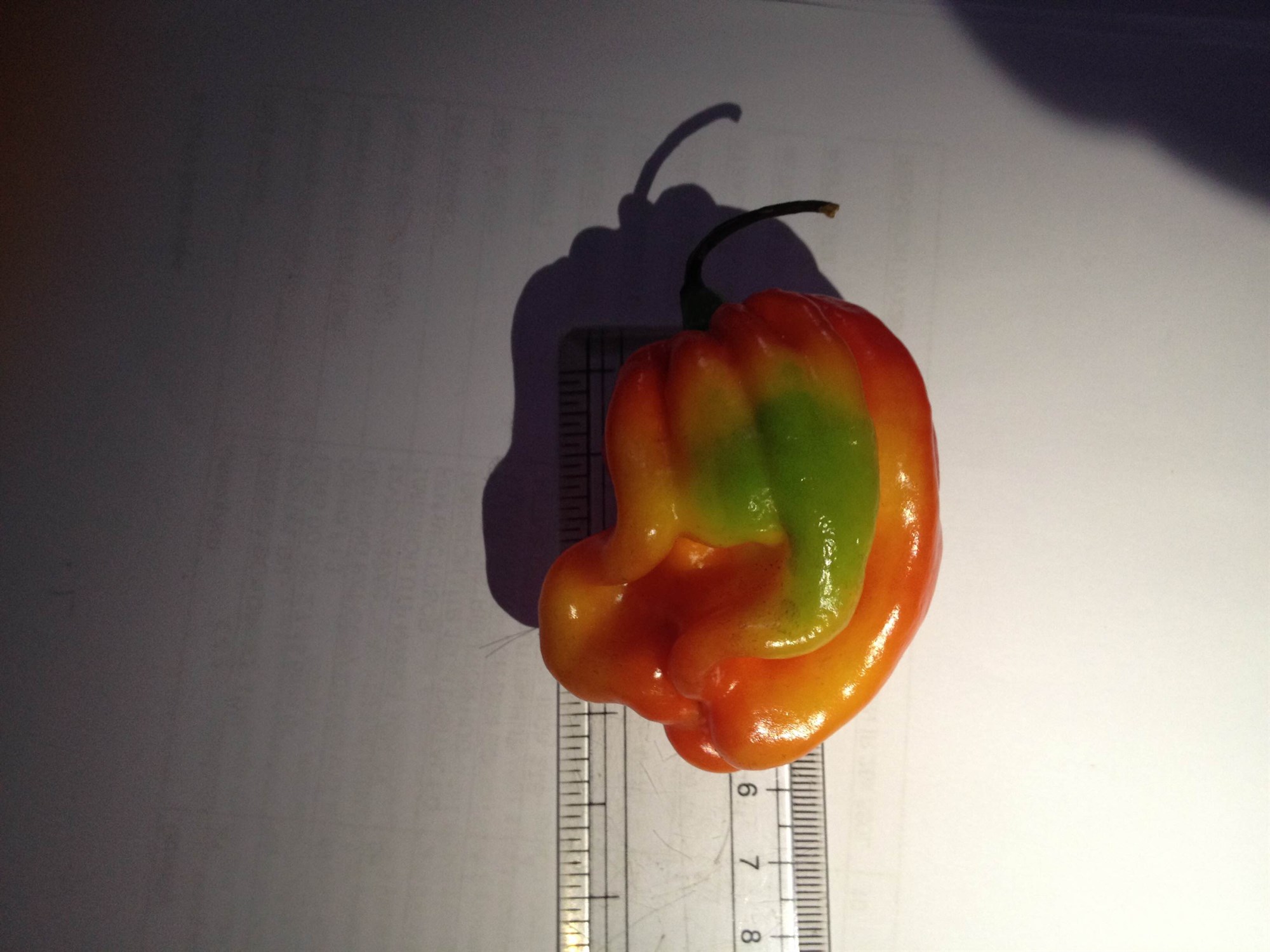 Keppnisandinn og chili-aldin