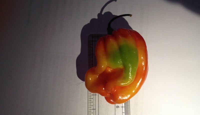 Keppnisandinn og chili-aldin