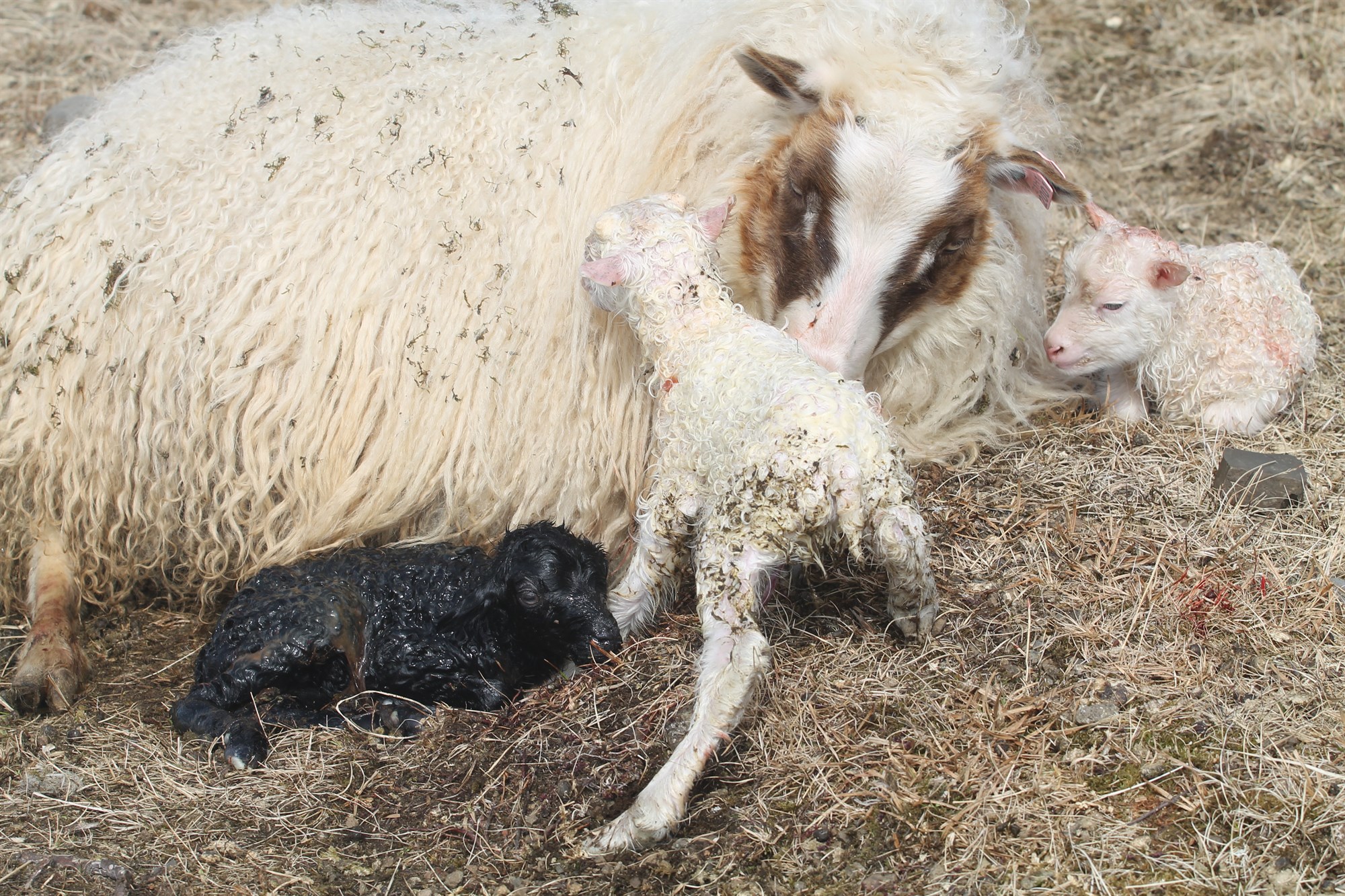 Lausnir á vandamálum í sauðburði