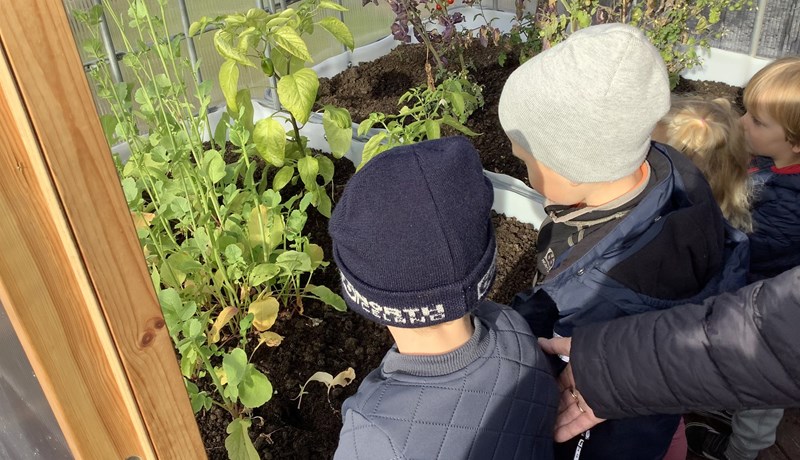 Gróðurhús í grænum skólum