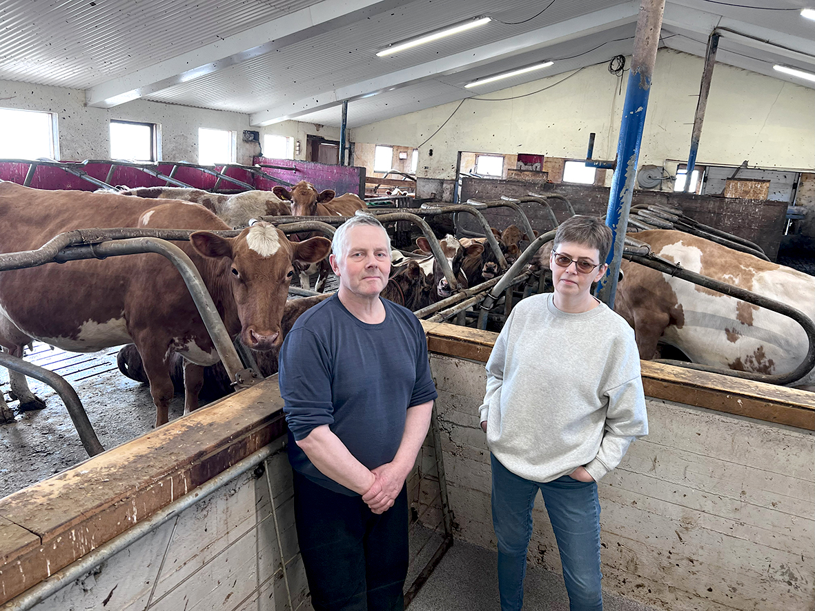 Fyrsta kjúklingabú Dalamanna