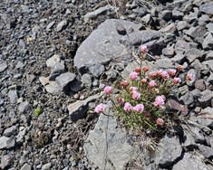 Heilbrigð mold í frískum borgum