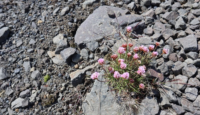 Heilbrigð mold í frískum borgum