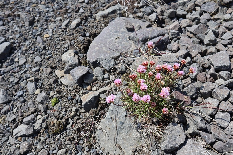 Alþjóðlegur dagur jarðvegs 2025 minnir á að 33% jarðvegs heimsins hefur rýrnað. 