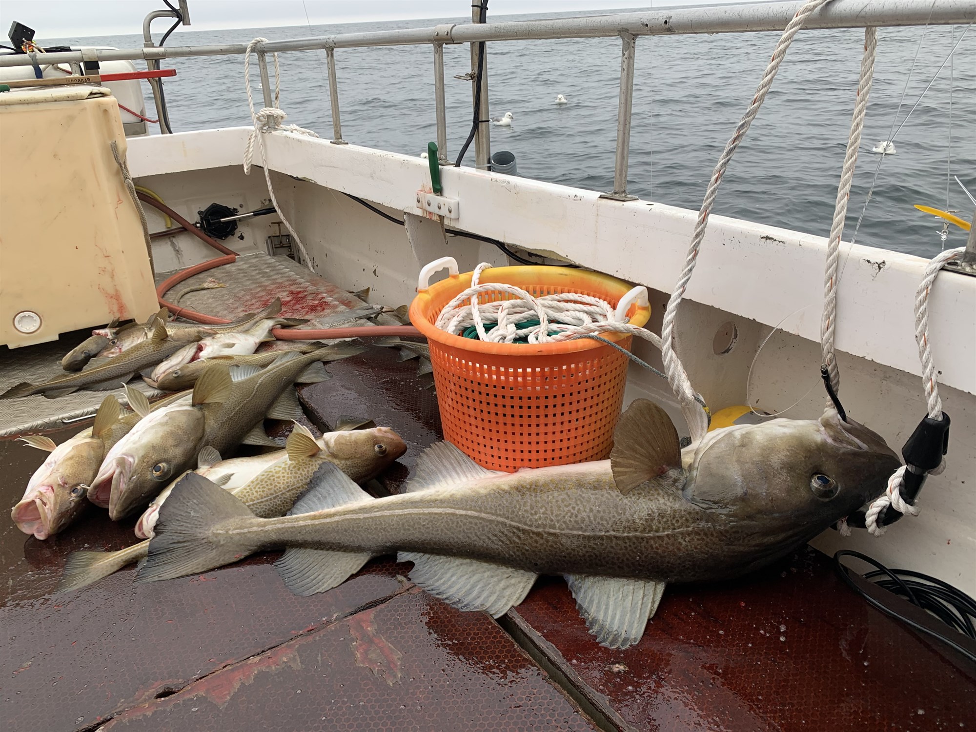 Tilhæfulaus fyrirgangur