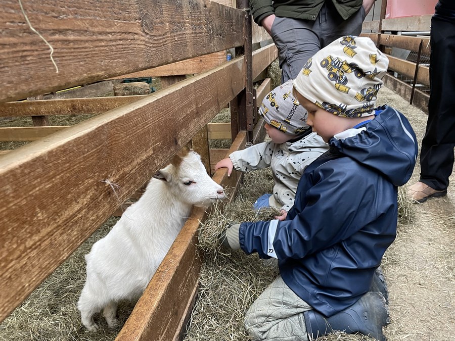 Börn heilsa upp á geitur á Beint frá býli-deginum í fyrra.