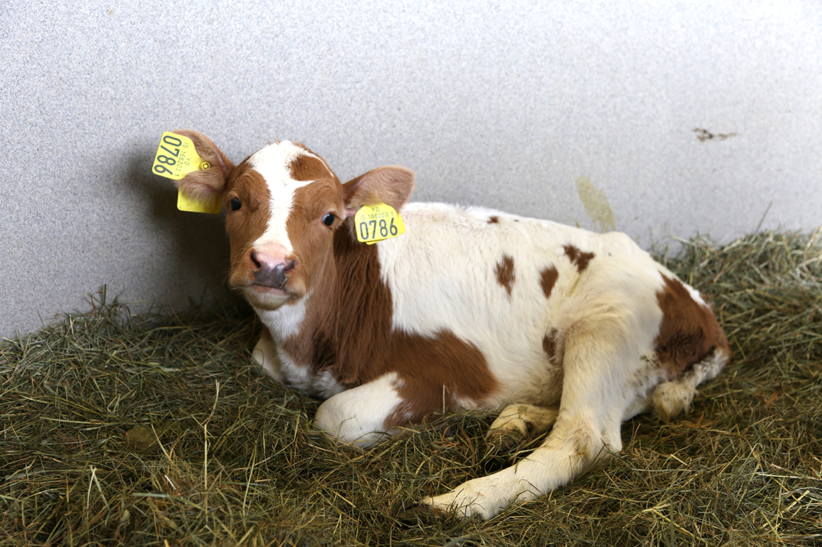 Nokkrar tölur úr skýrsluhaldi mjólkurframleiðslunnar 2023