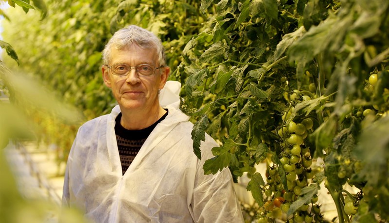 Meiri uppskera af gulrótum og kartöflum en minna af rauðkáli