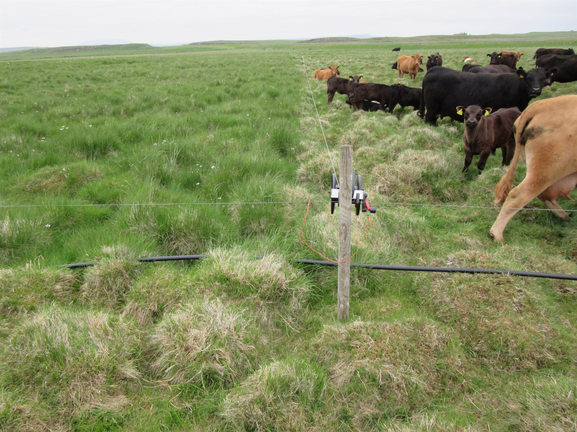 Margvíslegt hagræði með skiptibeit