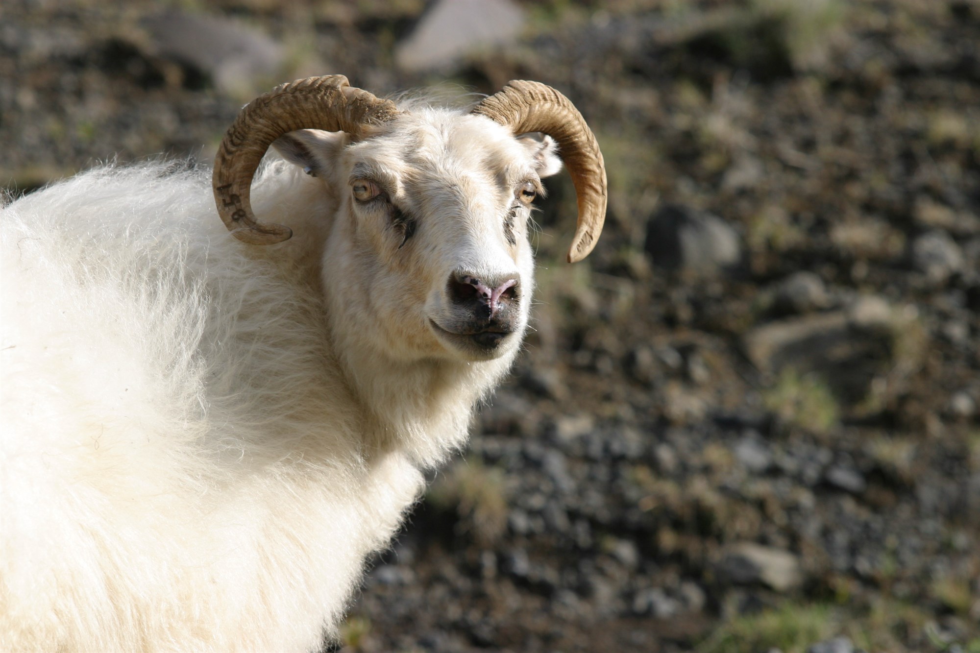 Stórfelld vanræksla