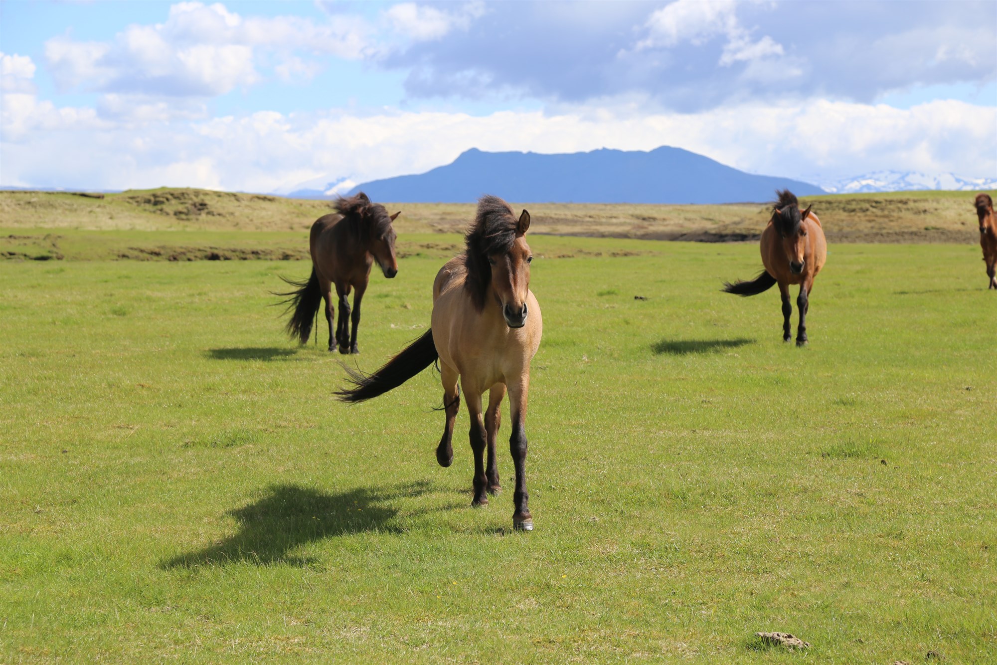 Áhrif beitar: Hófleg beit getur styrkt graslendi