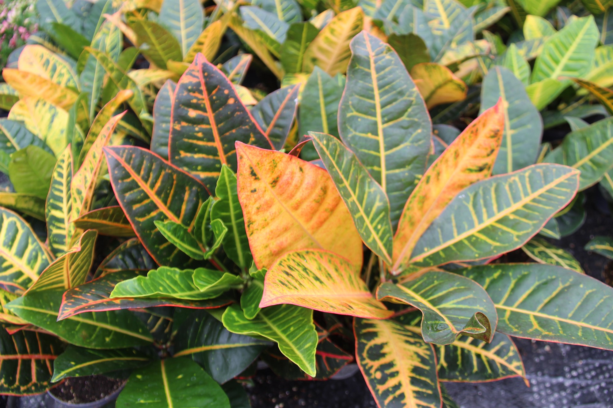 Tígurskrúð, glæsileg og litrík inniplanta