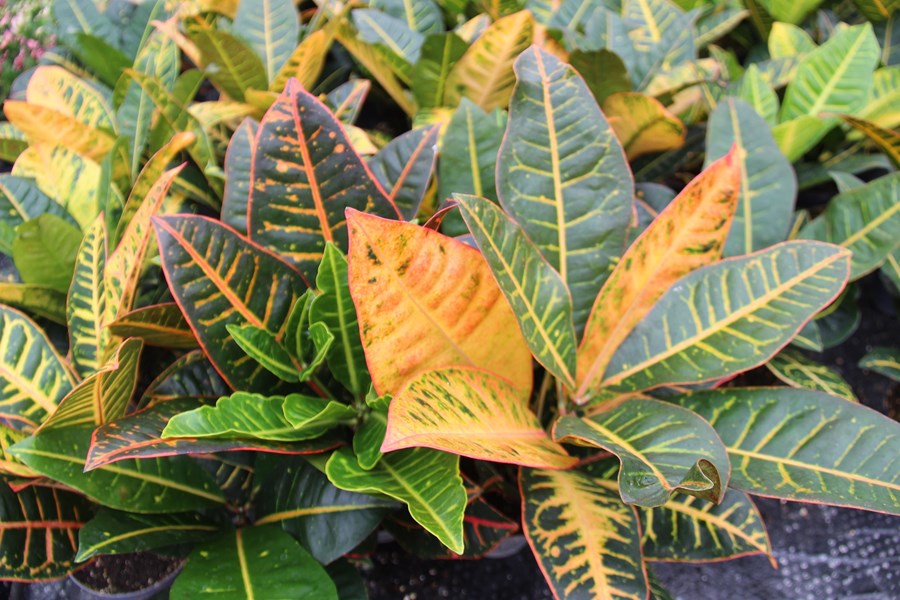 Tígurskrúð, glæsileg og litrík inniplanta