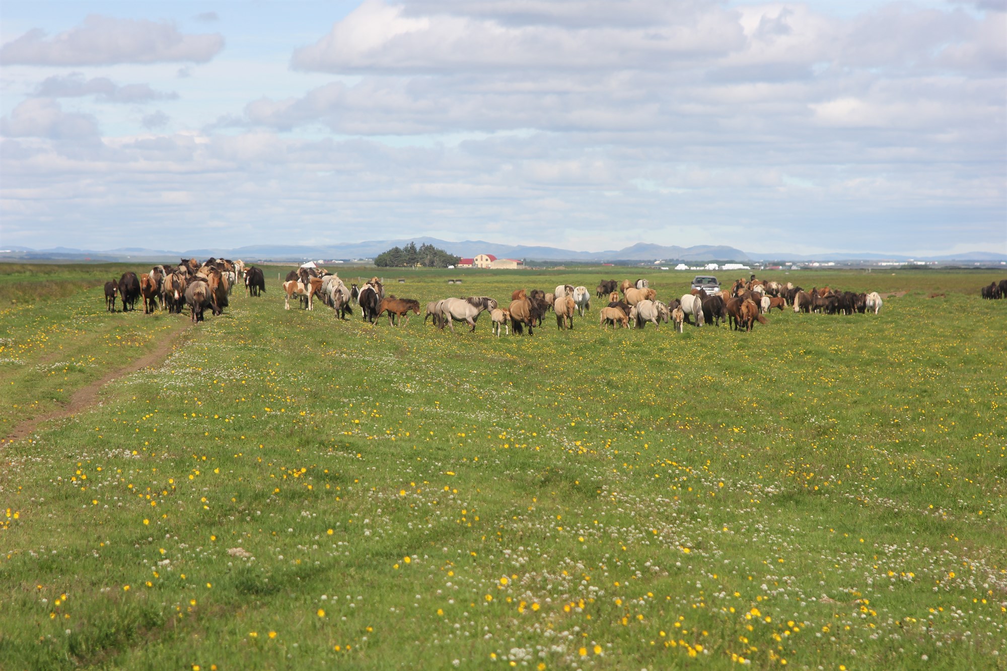 Blóðmerahaldið – eðli mótrakanna
