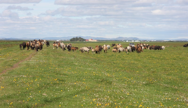 Blóðmerahaldið – eðli mótrakanna